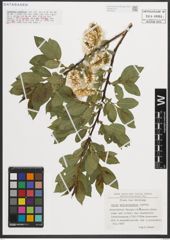 Foto von Salix mielichhoferi Saut.